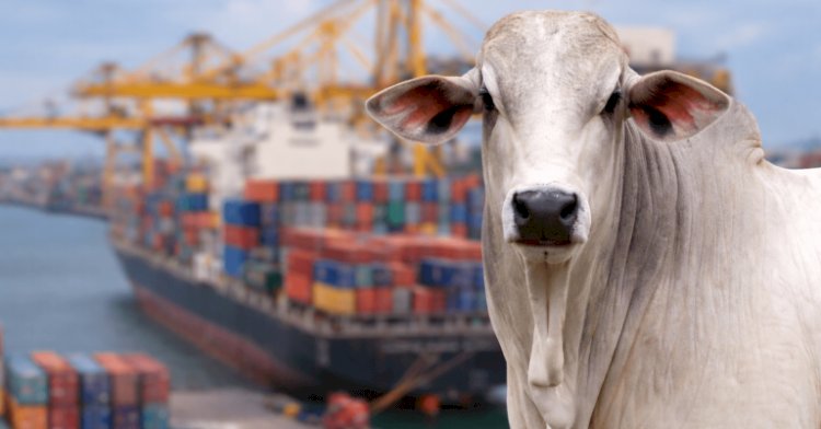Veja aqui Cotações mistas do Agro