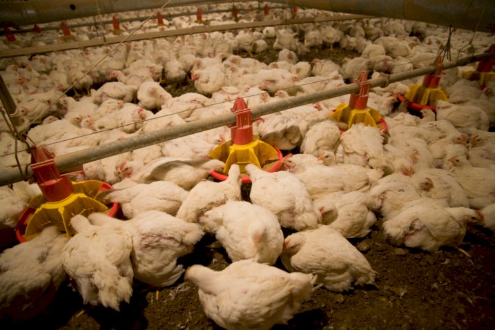Soluções nutricionais ganham espaço na produção animal com restrições ao uso de antimicrobianos