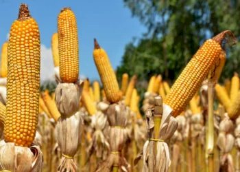 Mercado do milho: Indicador registra estabilidade no fim de julho, mas fecha o mês com alta de 3%