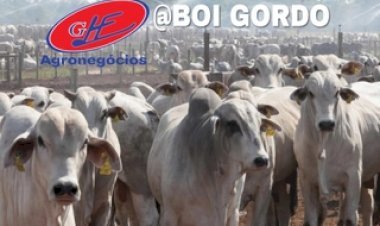 Boi gordo: exportações aquecidas e oferta ajustada sustentam preços