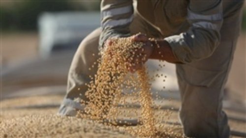 Estudo mostra que processar soja gera quase quatro vezes mais valor do que exportar grãos