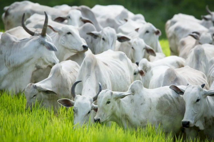 Pecuária cresce no primeiro trimestre e ameniza queda do PIB do agronegócio