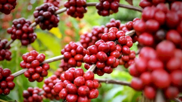 Cotações Agropecuárias