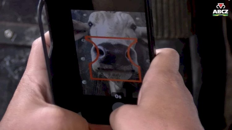 Biometria do focinho pode revolucionar a identificação individual de bovinos no Brasil