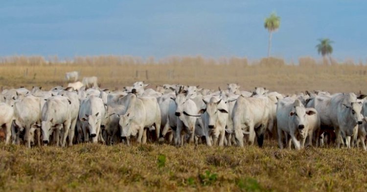 Cotações Agropecuárias