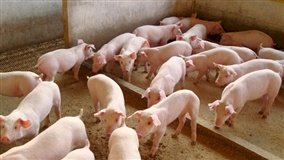 Carne suína não vive bom momento, mas 'céu de brigadeiro' vai voltar, segundo ABCS