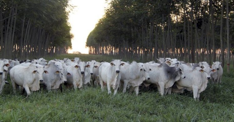 Veja aqui Cotações mistas do Agro