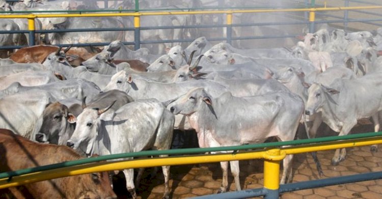 Antimicrobianos na mira da UE: os impactos e alternativas para a pecuária