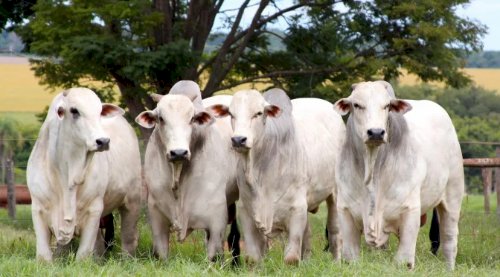 Boi gordo: consumo fraco de carne limita preços da arroba