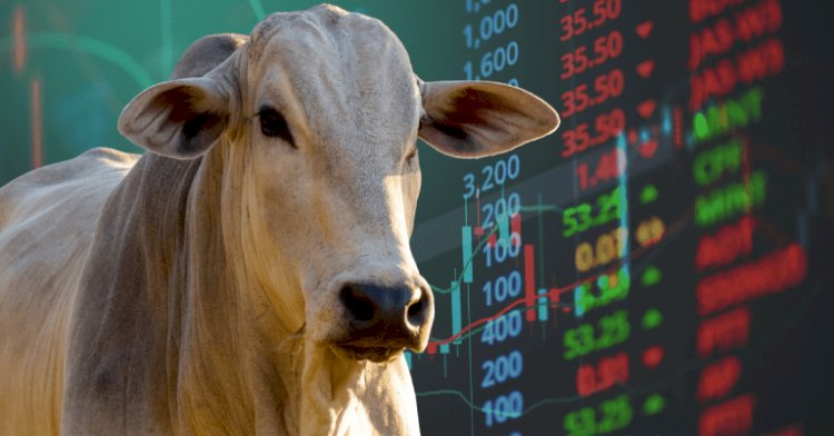 Baixa liquidez marca mercados do boi gordo e da reposição