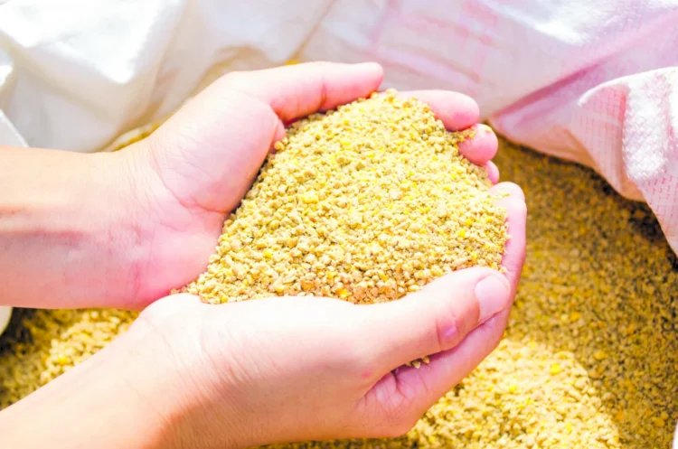 Criadores poderão comprar sorgo, farelo de soja e outros insumos pelo programa da Conab