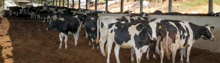 Gestão de riscos ganha espaço no mercado de leite