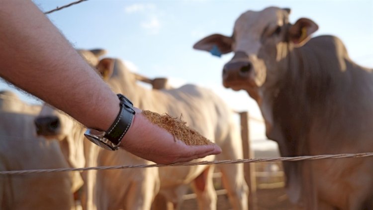 Estudo testa DDGS de sorgo na alimentação de bovinos