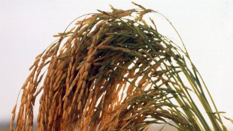 RS prevê queda de 3,4porcento na área de arroz irrigado