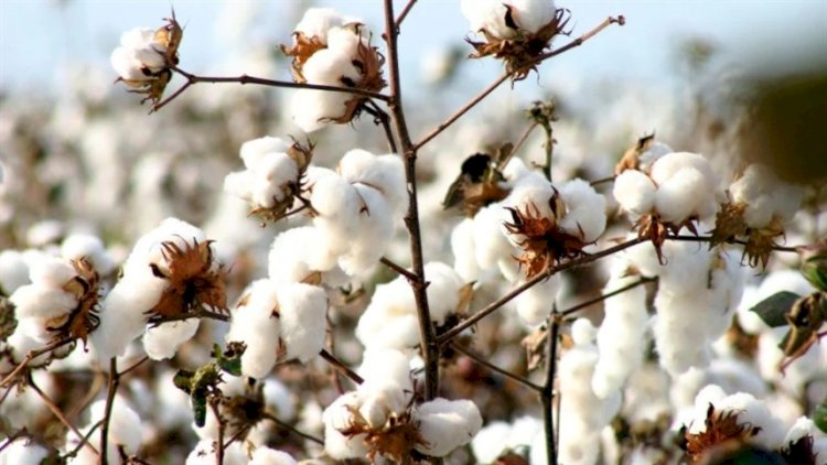 Algodão 25/26: produtividade bate recorde, mas área recua