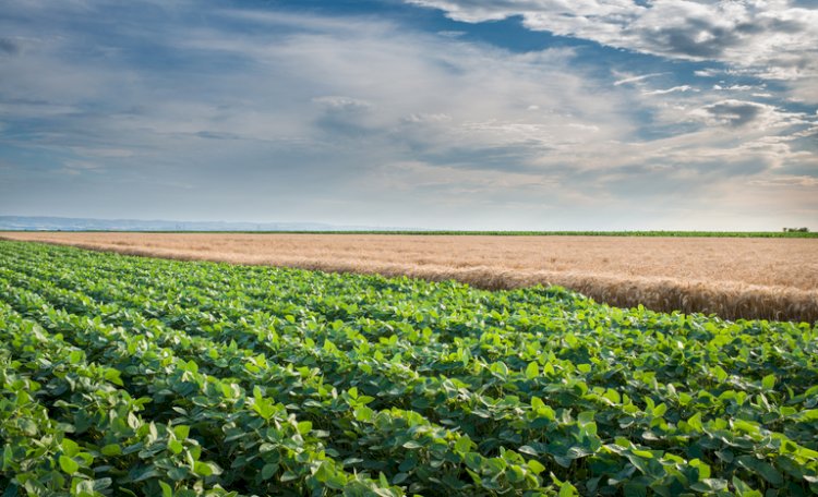 Embrapa reúne 163 medidas para reduzir riscos climáticos na agropecuária