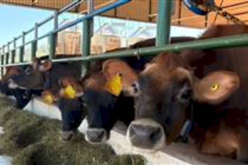 RS pode perder 94porcento dos produtores até 2051: sucessão, custos e quem fica no leite