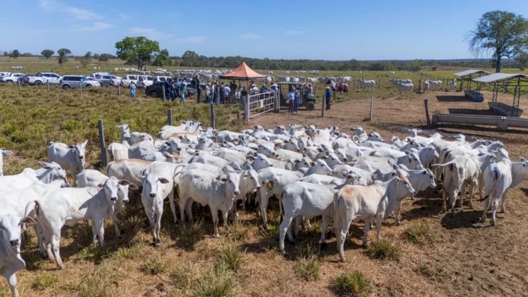 Veja aqui Cotações mistas do Agro