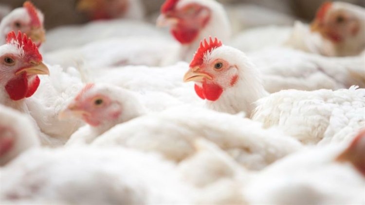 Exportação de frango amplia atenção sobre preços
