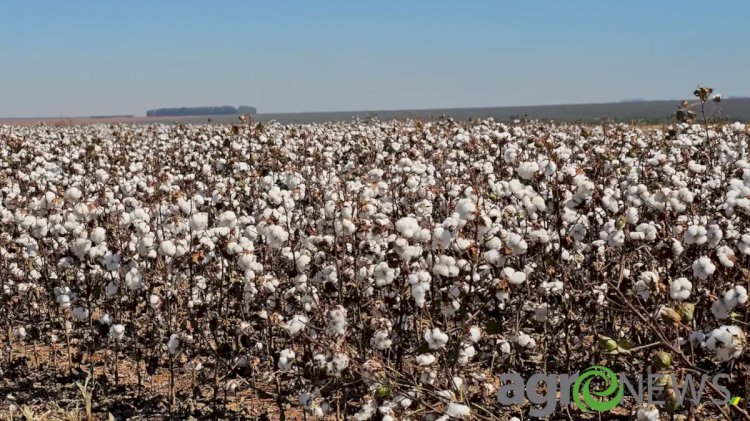 Preço do algodão em alta: Vale a pena vender agora ou esperar?
