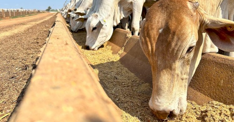 Expedição PeseBem Goiás chega a 20 confinamentos visitados