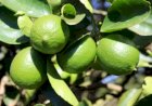 Preço do limão Tahiti sobe e anima o produtor no fim do ano