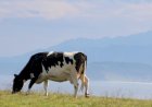 Mapeamento do MapBiomas detalha intensificação da agricultura e saúde das pastagens no Brasil
