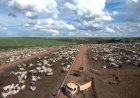 Confinamento deve manter viabilidade econômica no início de 2026