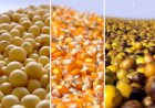 Cotações Agropecuárias