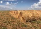 Marrocos e Iraque abrem seus mercados para feno do Brasil
