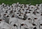 Entenda as fases da pecuária de corte e como cada etapa influencia o sistema produtivo