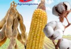 Safra de grãos em MG deve crescer 1,6% em 2025/26