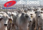 Preços do boi gordo seguem firmes neste começo de janeiro/26