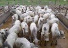 MT abate 7,46 milhões de bovinos em 2025, com destaque para animais com até 24 meses