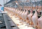 Frango exportado sente oscilações com alerta sanitário no radar