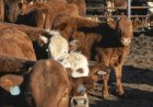 Biogénesis Bagó enviará vacinas contra a febre aftosa para a África do Sul