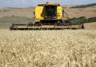 Trigo: produção mundial avança e estoques crescem