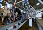 Produção de leite no RS se mantém estável apesar do clima desafiador
