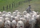Margem do sistema de cria em MT sobe 69% em 2025, para R$ 115,05/@