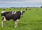 Calor desafia a produção de leite e reforça a importância do bem-estar animal