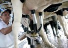 Leite pode iniciar ciclo de reação com ajuste na oferta e melhora no atacado