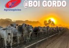 Cotações do boi gordo – 12/2/26