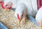 Exportações de frango seguem em alta