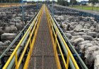 Abate de bovinos cresce 13,1% no 4° trimestre de 2025, aponta IBGE
