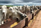 Cotações Agropecuárias