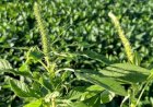 Agrodefesa reforça inspeção fitossanitária para prevenir caruru-gigante