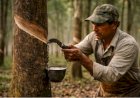 Crise silenciosa ameaça produção de borracha