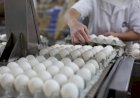 Exportações de ovos do Brasil crescem 16,3% em fevereiro