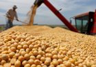 Tensão no Oriente Médio impulsiona soja no exterior e eleva preços no Brasil
