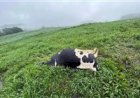 Intoxicação por nitrito associada ao acúmulo de nitrato em pastagem provoca morte de 48 vacas leiteiras no RS